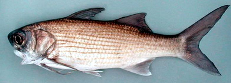 Galeoides decadactylus_004